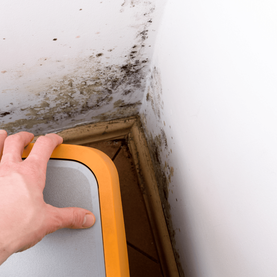 mold inspection in Colorado Springs